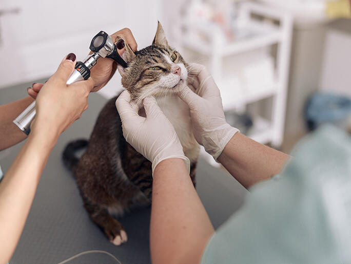 Banfield Pet Hospital in Chesterfield