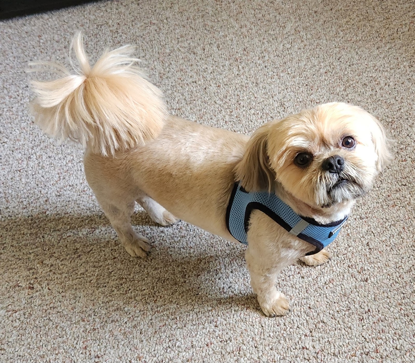 Tree Lodge Pet Resort — photo